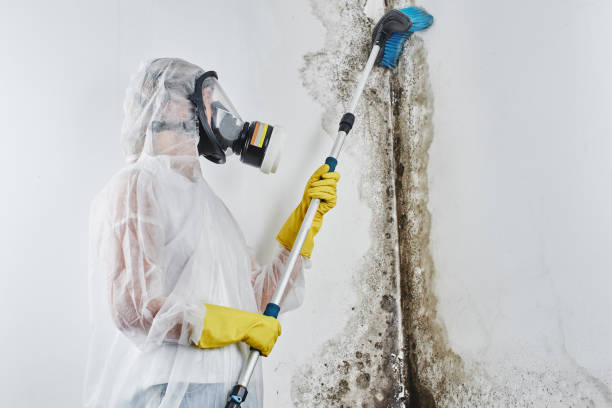 Best Commercial Mold Removal  in Miramar, FL