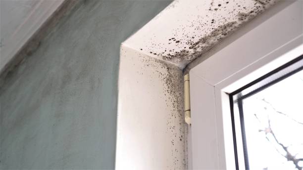 Office Mold Removal Services