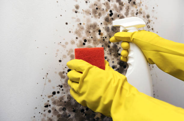Best Crawl Space Mold Removal  in Miramar, FL
