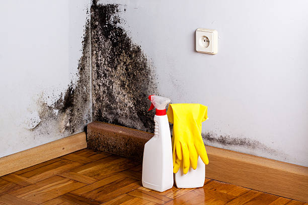 Certified Mold Removal