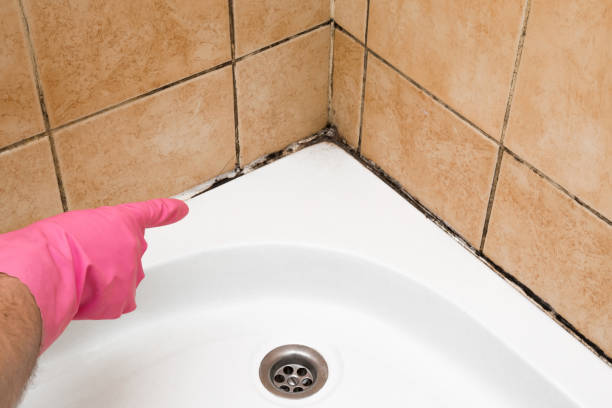 Best Home Mold Removal  in Miramar, FL